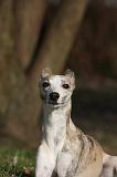 WHIPPET 422